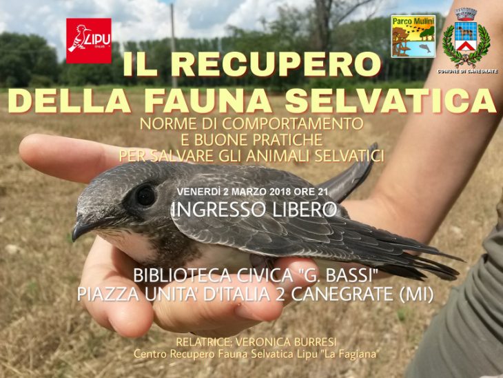 Lipu