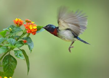 Il 50% delle specie in natura potrebbe scomparire entro la fine del secolo