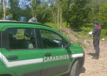 Oltre 12mila mq di bosco trasformati abusivamente: arrivano i Forestali