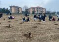 A Villa Cortese le ragazze e i ragazzi piantano il verde del futuro con Forestami