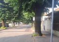 Tagliati i polloni in via Rimembranze a San Giorgio su Legnano