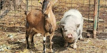 Sgomberato un campo rom a Milano: le Guardie OIPA mettono in salvo una capra e un maialino