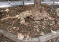 La sofferenza delle piante di viale Gorizia a Legnano: comincia l’intervento di rinforzo