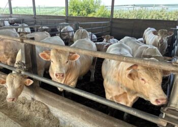 Stop all’importazione di carne dal Brasile contro la concorrenza sleale e prodotti non sicuri