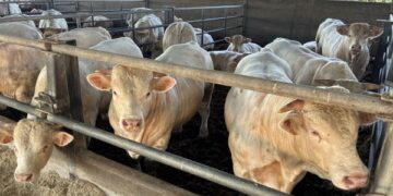 Stop all’importazione di carne dal Brasile contro la concorrenza sleale e prodotti non sicuri