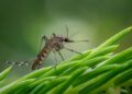 Sospetto caso di Dengue: disinfestazione straordinaria sul territorio comunale