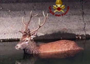 I Vigili del fuoco salvano un cervo dal canale Villoresi a Castano Primo