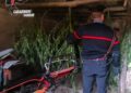 Coltivazione casalinga di marijuana: i Carabinieri arrestano un 41enne